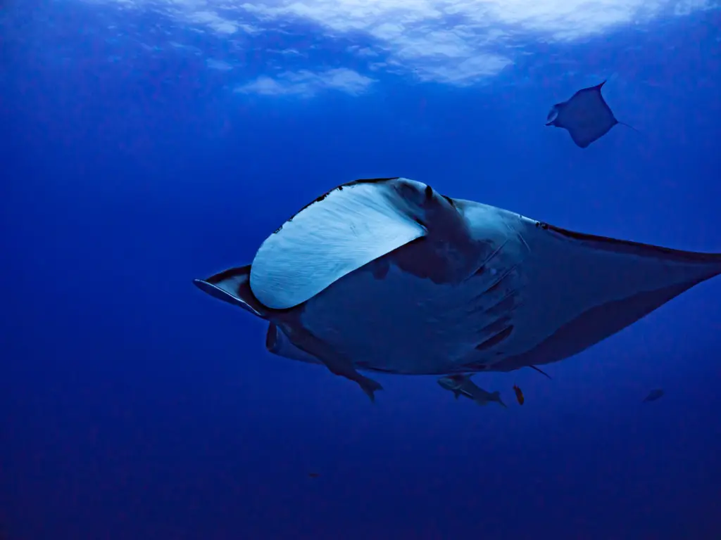 宮古島の海を泳いでいるマンタの写真