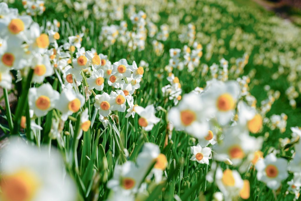 春に咲く花の写真