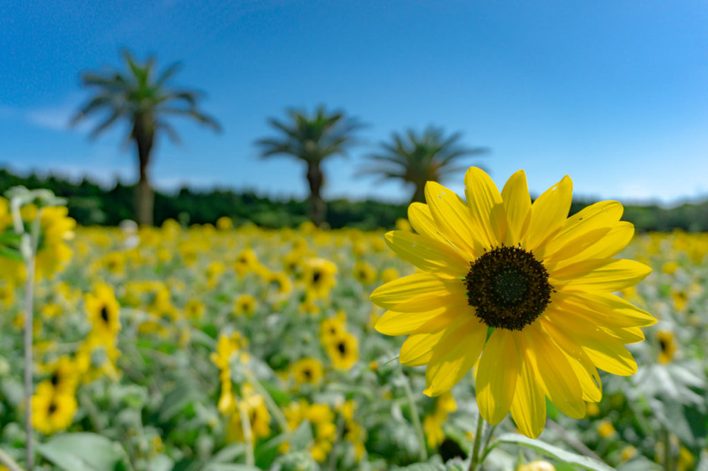 ひまわりの写真